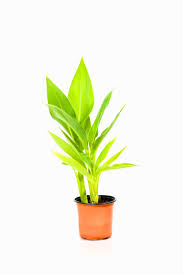 Image result for Canna indica