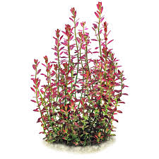 Image result for Rotala submersa