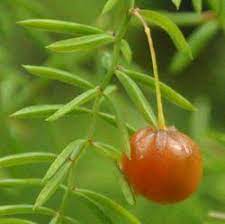 TÌNH YÊU CÂY CỎ ĐV4 - Page 72 Images?q=tbn:ANd9GcTC-J4HRU0ktDroTTppyaw6H7f79Ya40Ksc_BFbV9zPjKNStGvvVZSWX7Fds4JuyOQNsOQ&usqp=CAU