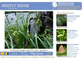 This means it has no solid, upright trunk. Native Plant Species