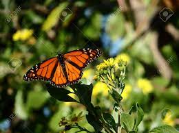 We did not find results for: Pretty Monarch Butterfly Landing On A Flower In Spring Light Stock Photo Picture And Royalty Free Image Image 104009539