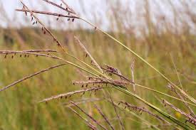 Image result for Andropogon lima