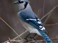 alayci kus mocking bird blue jay pet birds blue jay bird