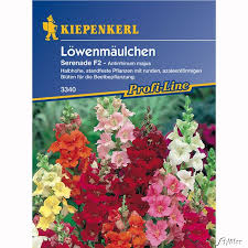 Hier finden sie tipps zu pflanzung und pflege. Lowenmaulchen Mischung Antirrhinum Majus Einjahrige Blumen Garten Schluter