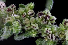 Image result for Dysphania pumilio