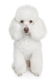 French Poodle Haircut Styles Are You The Proud Owner Of A Beautiful French Poodle Well You Re In Luck It S A Great Do Poodle Haircut Toy Poodle Poodle Puppy