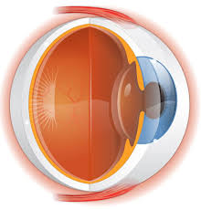 Retina Hastaliklarinin Bir Bolumu Acil Tedavi Gerektirmektedir Retina Hastaliginin Seyrinde Ani Bir Degisikligin Olmasi Durumunda Hastanemizden Randevu Almaniz
