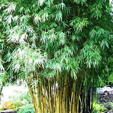 Image result for Bambusa vulgaris