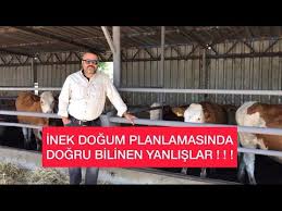 Sutcu Inek Surusu Icin Yanlis Dogum Planlamasi Buyuk Hatadir Youtube 2020 Hayvan Refahi Cografya Savas
