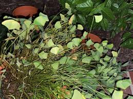 Image result for Marsileaceae