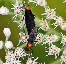 Florida Love Bugs Florida Bugs Love Bugs Bad Bugs Bugs