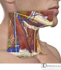 The head of the humerus usually tears the inferior part of the joint capsule because this region is the least protected part of the capsule. Surface Anatomy Advanced Anatomy 2nd Ed