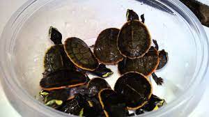 Natural sunlight is always preferred, in case that is not possible a. Pink Belly Side Neck Babies Cb13 Youtube