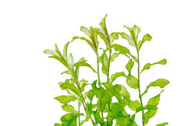 Image result for Potamogeton crispus