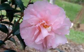 Pin On Flowering Shrubs