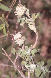 Image result for Vernonia auriculifera