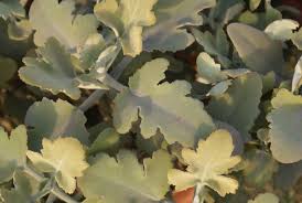 Kalanchoe Beharensis Oak Leaf