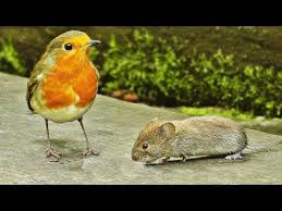 Bird Videos For Cats To Watch Online Videos For Cats To Watch Mice Mouse Extravaganza Tv For Cats Youtube In 2020 Cat Gif Cats Cat Mouse