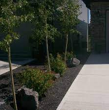 The privacy fence is alive and partially concealed in the summer. 13 Landscaping For Narrow Driveway Areas Ideas Front Yard Landscaping Driveway Landscaping Yard Landscaping