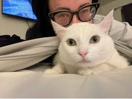 Cat owners have to get creative to access this apparently effective  treatment for a deadly feline disease • Long Beach Post News