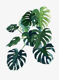 Nordic Present Decoration Green Plant Plant Clipart Monstera Leaf Png Transparent Clipart Image And Psd File For Free Download Plant Art Plant Wallpaper Plant Illustration