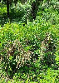 Image result for Flemingia