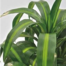 Make a great first impression on guests to your home. Insignificant Hawaiian Sunshine Dracaena L25774hp Lowes Com Hawaiian Plants Hawaiian Sunshine Plant Angel Plant