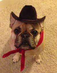 Cowgirl Roxy French Bulldog In Cowboy Hat French Bulldog Costume French Bulldog Puppies