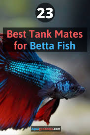 Best Tank Mates For Betta Fish In 3 5 And 10 Gallon Tank In 2020 Betta Fish Tank Mates Betta Fish Beta Fish Tank