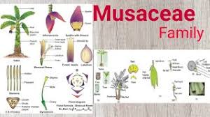 Image result for Musaceae
