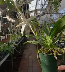 Image result for Angraecum conchiferum