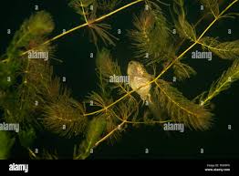 Image result for Ceratophyllum submersum