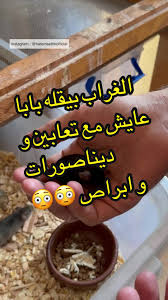 عايش مع غربان و تعابين و ابراص و زواحف 😳🤕 #٦٠شو_مع_الدكتور_حاتم_ستين  #longervideos