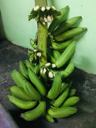Misalnya keripik pisang coklat, keripik pisang keju, keripik pisang manis, dan masih banyak lagi. Cara Mudah Step By Step Buat Kerepek Pisang Yang Sedap Dan Rangup Blog Cik Matahariku