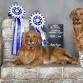 Battle River Canine Show event image