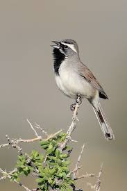 Birds Of The Southwest United States The Black Throated Sparrow Amphispiza Bilineata Aves Pajaros