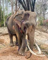 Elephant rescued from starvation and cruelty