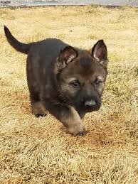 Take a look at each dog and what it has to offer. Highlander Bluff German Shepherd And Belgian Malinois Breeder With Puppies For Sale