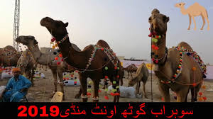 Latest saudi arabia news & headlines on arab news. Sohrab Goth Camel Mandi 2019 Asia Biggest Cattle Trade Center By Nexus Pets Animals