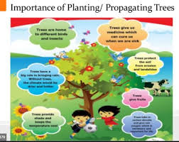 Planting a new plum tree is an exciting experience. Important Of Propagating Tress And Fruit Bearing Trees Quizizz