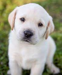 The Hooded Girl Puppies Cute Baby Dogs Pets