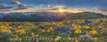 The primary purpose of this guide is to enable you to quickly and easily identify a plant, but also to give you an appreciation of the amazing diversity and beauty of the flowers that flourish here, the land that nurtures them and their need for. Rocky Mountain Wildflower Panorama 1 Rocky Mountain National Park Images From Colorado