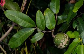 Image result for Landolphia