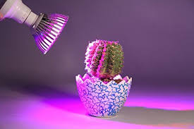 If you close off your terrarium with a wine cork (shown above) or other plug, succulents won't survive. Light And Sun For Succulents And Cacti The Ultimate Guide Led Grow Light Bulbs Plant Lights Grow Light Bulbs