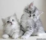 Siberian Kittens For Sale & Cats ... - Cat Adoption Near Me