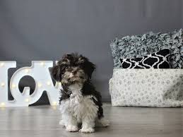 Find havanese puppies for sale and dogs for adoption. Havanese Puppies Petland Carriage Place