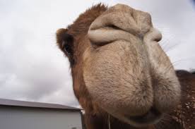 30 camel nose ring paintings ranked in order of popularity and relevancy. Pin On Camels