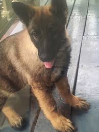 Now that we know what a in german shepherds, sable coloring is controlled by the agouti gene. Super Silver Sable Litter Fernbrook German Shepherds Llc