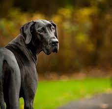 The best great dane puppy names are ones that your tiny pup will continue to suit into her impressively sized adulthood. Great Dane Life Span Health Issues American Kennel Club