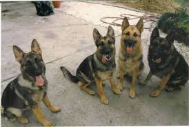 Pups are from healthy stock with great temperament coming with: Gsd Color Genetics Sable Pup After Both Black Tan Parents Page 1